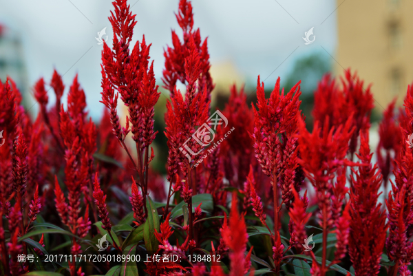 紅葉,嫩葉,嫩芽