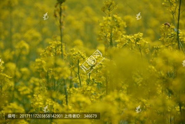 油菜花