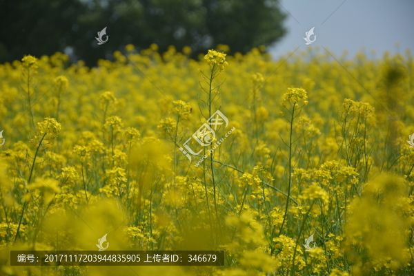 油菜花