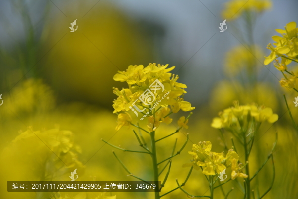 油菜花