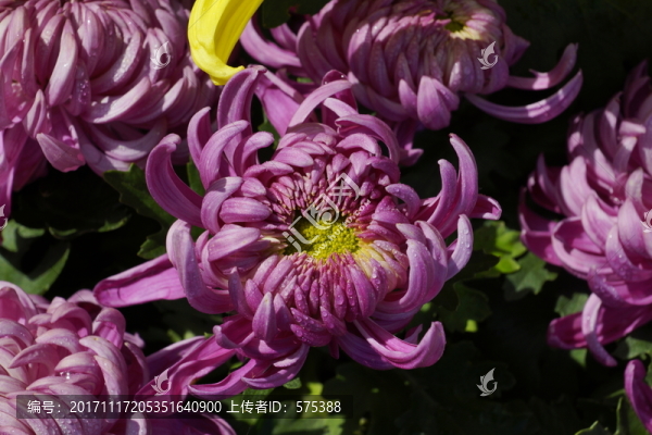 菊花