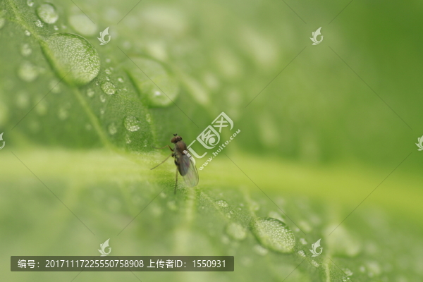 昆蟲