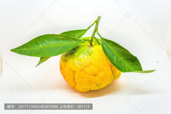 丑桔,橙子,蘆柑,不知火柑
