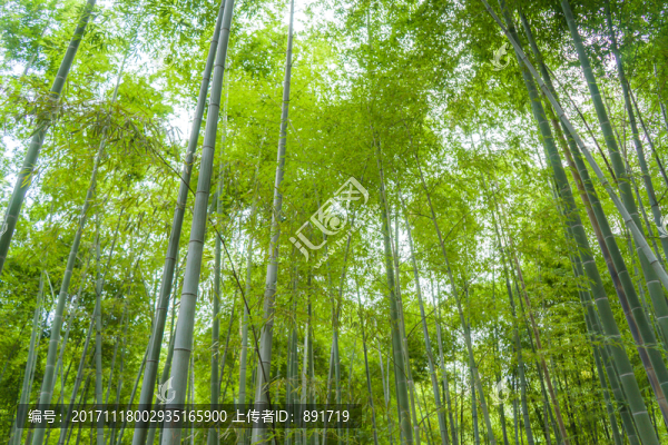 竹子,竹林