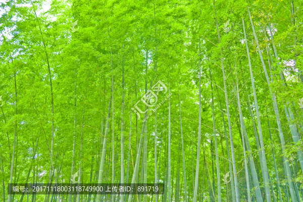竹林,竹子