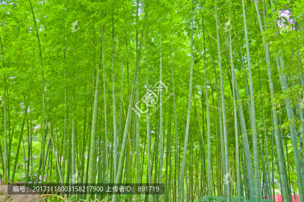 竹林,竹子