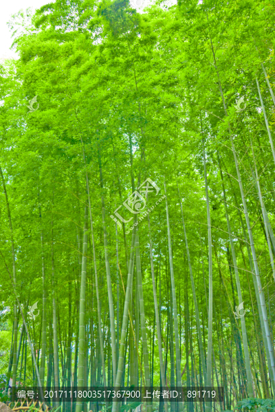 竹林素材