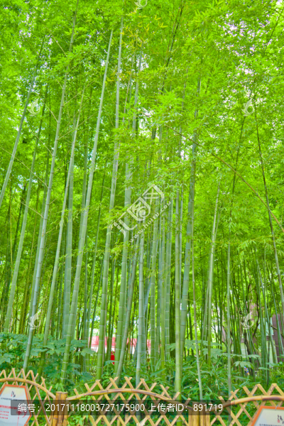 竹子,竹林