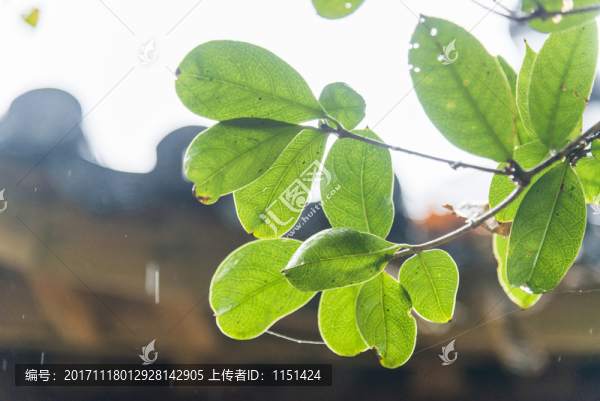 綠葉