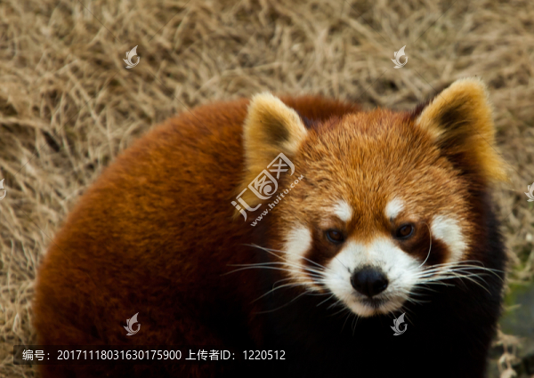 熊