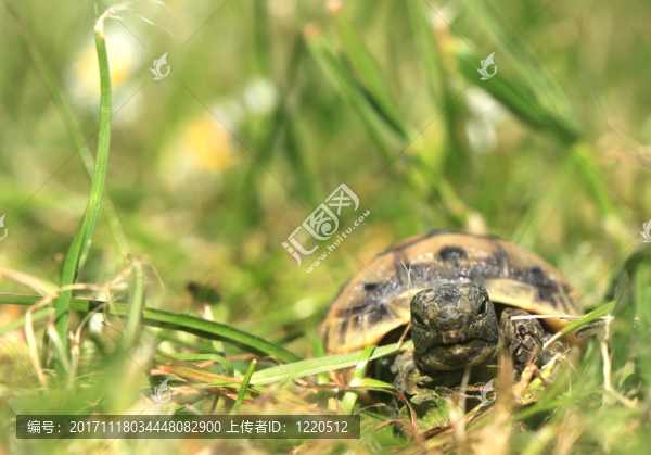 testudo,graeca,ibera