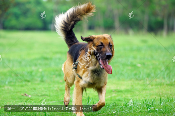 動物