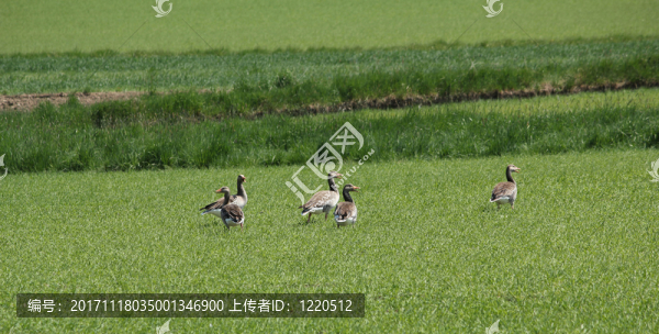 灰鵝-匯圖網(wǎng) www.fosd68.com 灰鵝