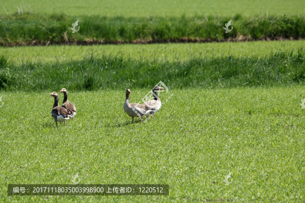 灰鵝