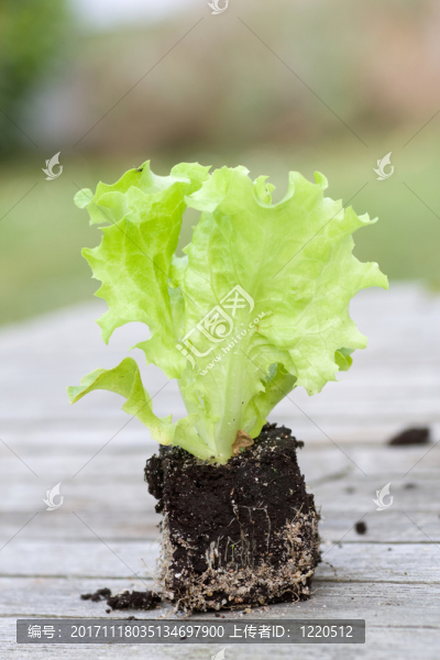 生菜幼苗