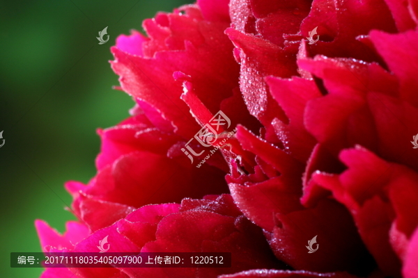牡丹開(kāi)放