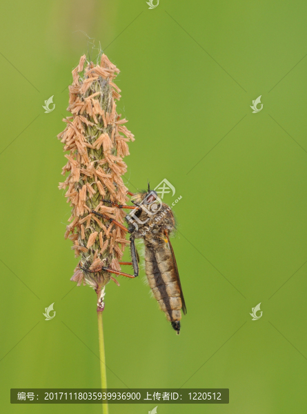 raubfliege