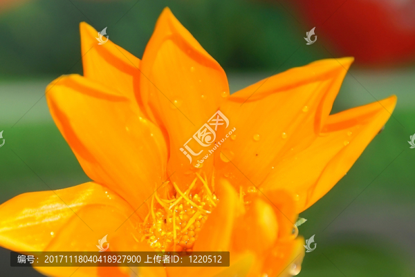 花園