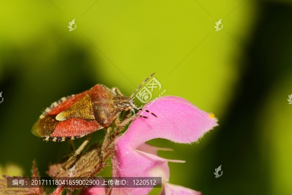 beerenwanze