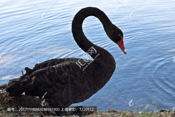 鳥(niǎo)
