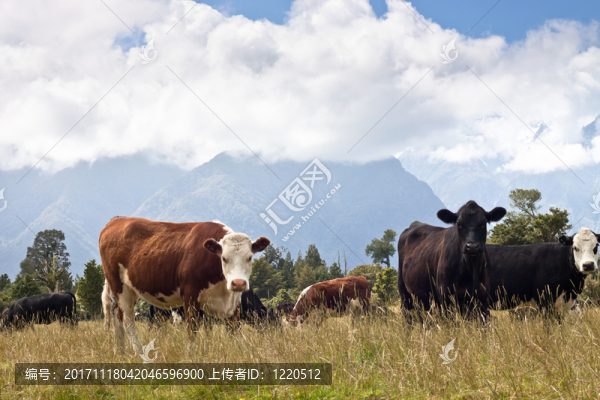動物