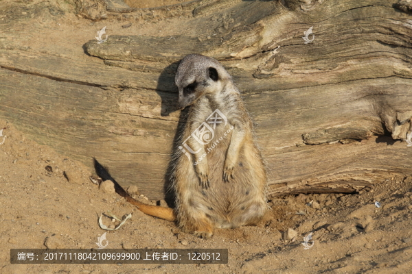 動(dòng)物