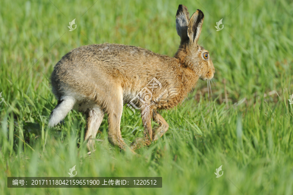 野兔