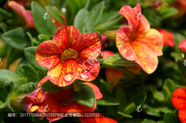 花園