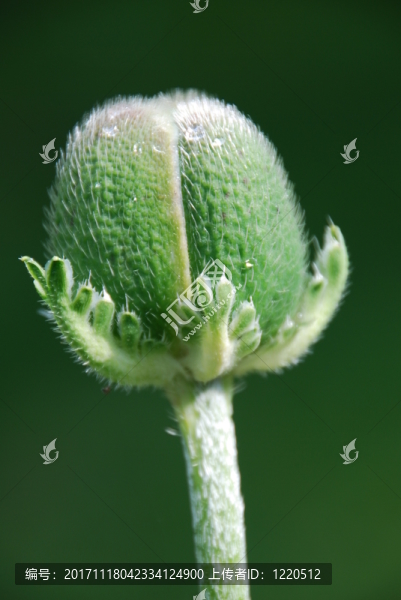 罌粟花蕾