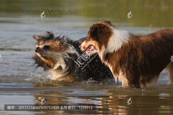 澳大利亞牧羊犬在水中