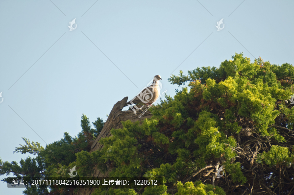 物體