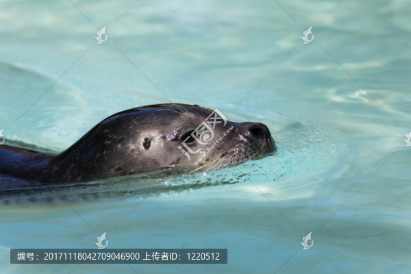 動(dòng)物