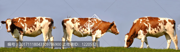 三頭牛