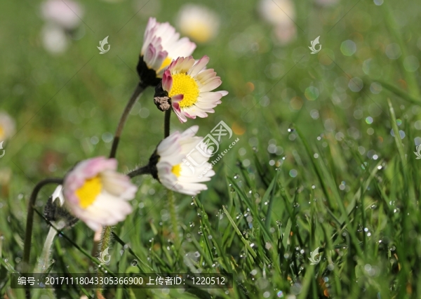 草-匯圖網(wǎng) www.fosd68.com 草