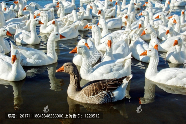 動(dòng)物