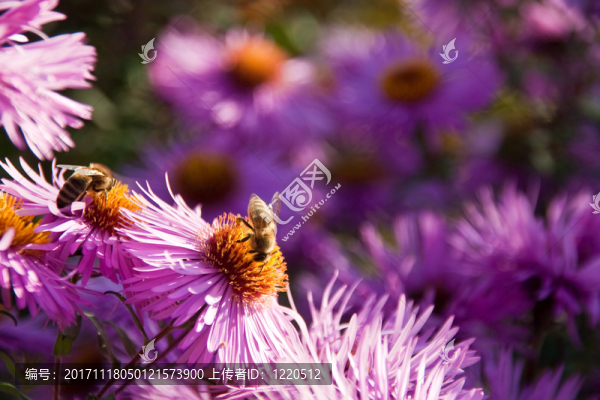 兩只蜜蜂auflila,asters