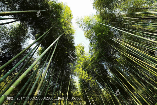 竹林