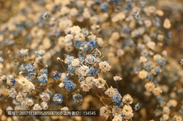 滿天星鮮花