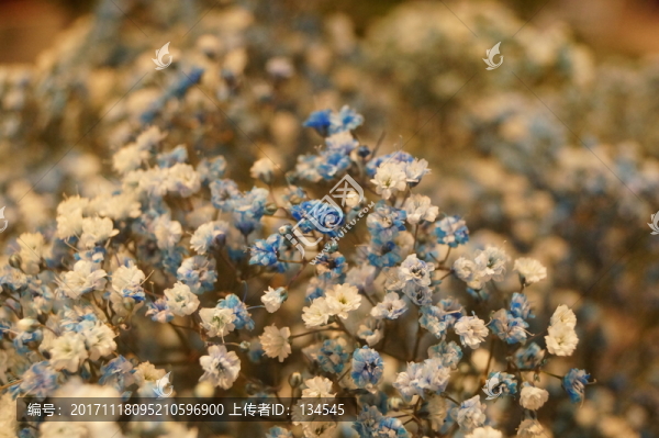 滿天星花卉