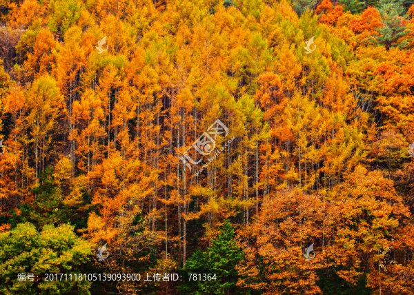 松樹林秋景,森林秋色