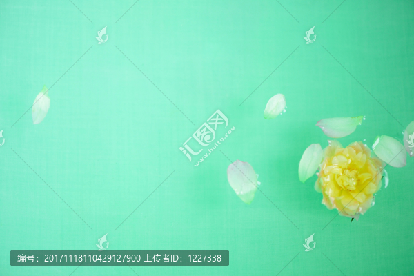 落水的花瓣