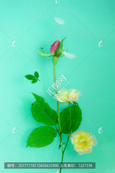 落水的花