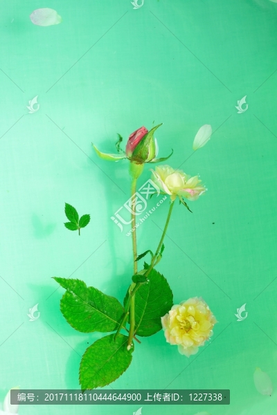 落水的花