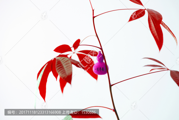 變色,發(fā)財樹