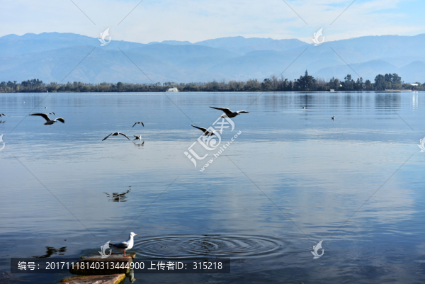 西昌,邛海,海鷗