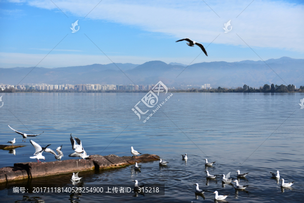 西昌邛海,海鷗