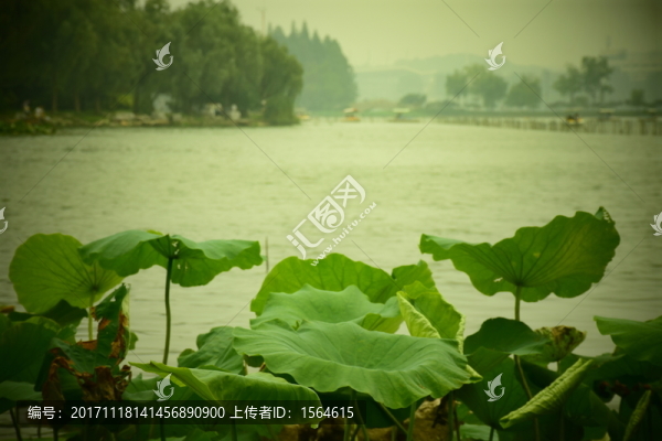 荷葉