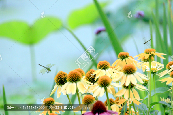 夏日花草