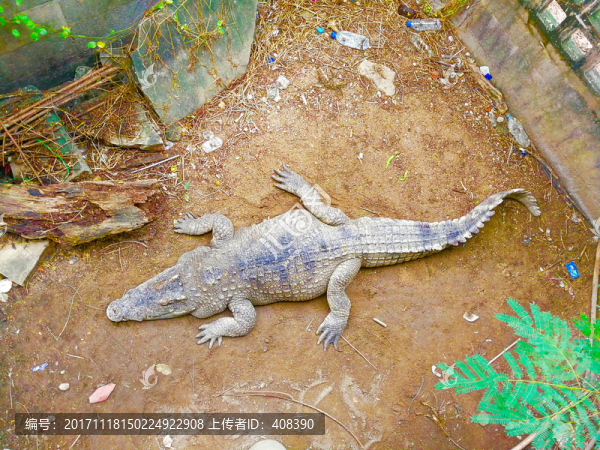泰國北欖鱷魚湖動物園的鱷魚