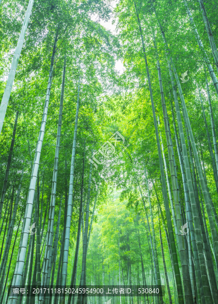 竹子竹林竹葉